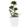 웰빙식물-가지마루-57